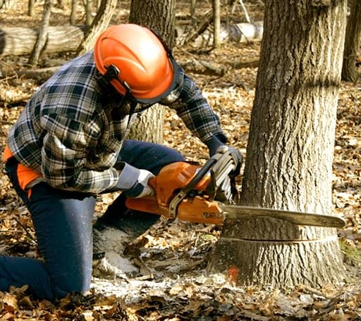 Tree Removal in Edgartown, MA